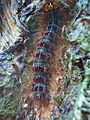 Gypsy Moth Caterpillar on Birch trunk Gunnersbury Triangle