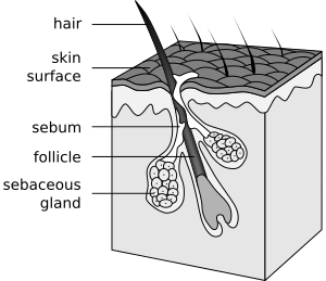 Hair follicle Facts for Kids