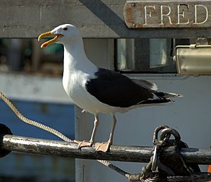 Havstrut aka Larus marinus aka Great black-backed gull