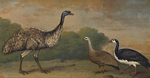 Henry Bernard Chalon - Emu, Cape Barren Goose and Magpie Goose (1813)