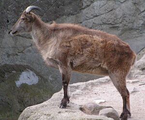 Himalaja-Tahr