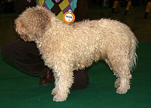 Hiszpański pies wodny 333