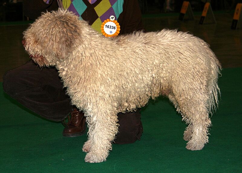 Hiszpański pies wodny 333