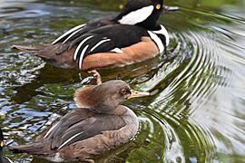 Hooded merganser aviary 3.25.18 DSC 0506