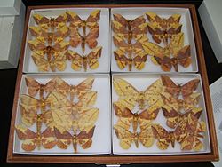 Imperial moth variation sjh
