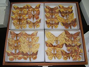 Imperial moth variation sjh