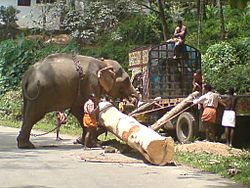 An Elephant used to load timber in Chittar