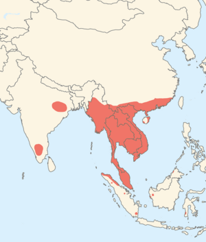 Kaloula pulchra distribution map.png