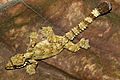 Kuhl's Flying Gecko (Ptychozoon kuhli) (8744026399)