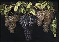 Labrador-cuatro racimos de uvas