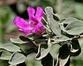 Leucophyllum frutescens (Purple Sage) W2 IMG 1125