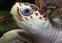 Loggerhead Sea Turtle (Caretta caretta) .jpg