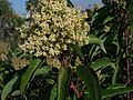 Malosma laurina 2