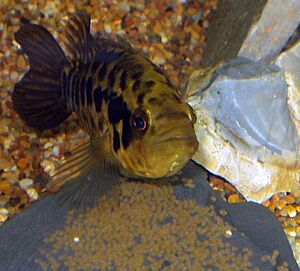 Managuense with eggs