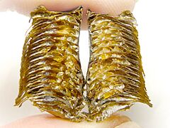 Mantis ootheca Sliced open (Hierodula patellifera)