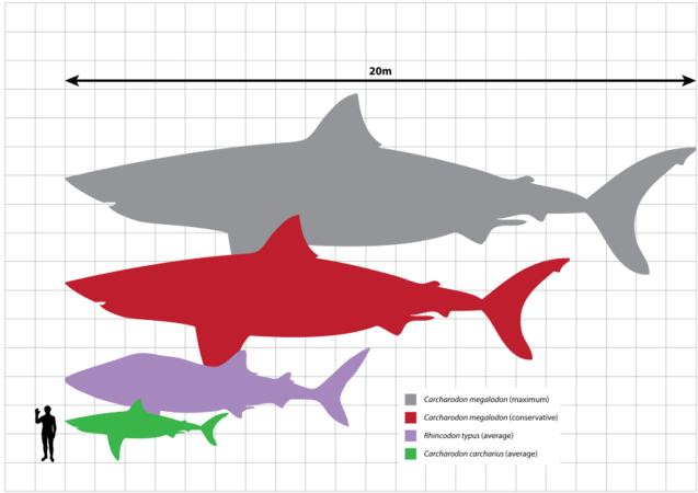 Megalodon scale