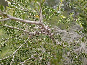 Melaleuca squamophloia fruit