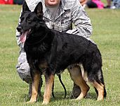 Military Working Dog - American Air Day 2012 (7831960226).2