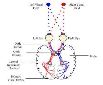 Neural pathway diagram