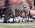 Norfolk Zoo Zebra