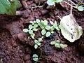 Ocimum tenuiflorum (1)