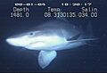 Odontaspis ferox 3