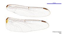 Orthetrum migratum male wings (34928538971)