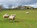 Pasture, Hewer Hill - geograph.org.uk - 782718