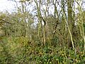 Pasture Wood 2