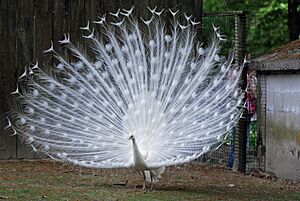 Pavo cristatus -Southwicks Zoo, Massachusetts, USA -albino-8a (1)