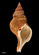 Penion sulcatus (Lamarck, 1816) (AM MA72164-1)