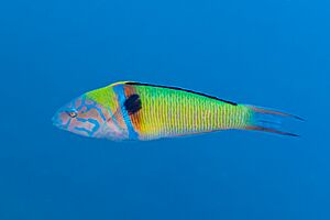 Pez verde (Thalassoma pavo), Cabo de Palos, España, 2022-07-16, DD 73.jpg