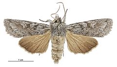 Physetica phricias female.jpg