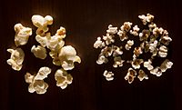 Popcorn and pop sorghum