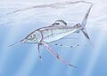 Protosphyraena2DB