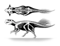 Psittacosaurus sp skeletal