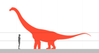 Quaesitosaurus size.png