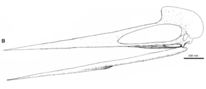 Quetzskullswittonnaish2008