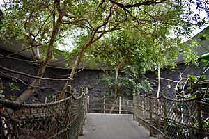 RainforestZone