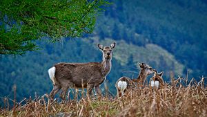 Red-Sika Deer on Camaderry