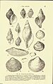 Red Crag Fossils Chatwin 1954