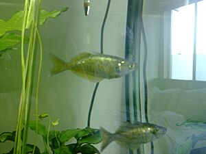Red Rainbowfish