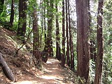 Redwood Park's Golden Spike Trail