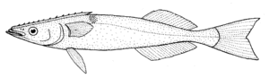 Remora brachyptera (Spearfish remora).gif