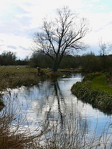 River Kennet west of Axford - geograph.org.uk - 1225804