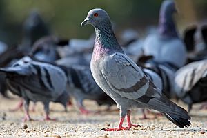 Rock Pigeon Columba livia