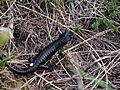 Salamandra atra ssp. prenjensis leg P. Cikovac Mt Orjen Montenegro