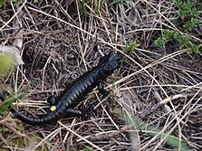 Salamandra atra ssp. prenjensis leg P. Cikovac Mt Orjen Montenegro