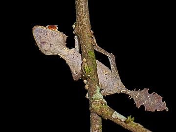 Satanic Leaf Tailed Gecko (Uroplatus phantasticus), Andasibe, Madagascar (11738008245)