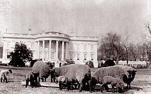Sheeponthesouthlawn
